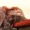 India 2007- (01152)