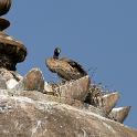 India 2007- (01247)