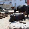 India 2007- (0477)