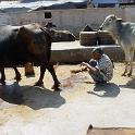 India 2007- (0491)