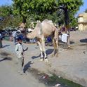 India 2007- (0503)