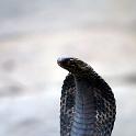 India 2007- (0528)
