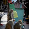 Nepal 2007- (871)