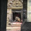 Nepal 2007- (915)