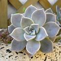DSCN3102