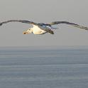 DSCN4198a