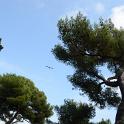 Bordighera 17-18set2011 (122) 1600x1060