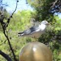 Bordighera 17-18set2011 (142) 795x1200