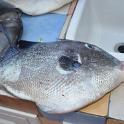 Sicilia 2012 (409)