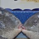 Sicilia 2012 (412)