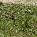 2016 Trodena 15-16-17lug2016 (70)