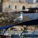 Lampedusa giugno 2017 (159)