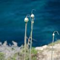 Lampedusa giugno 2017 (57)