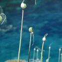 Lampedusa giugno 2017 (58)