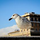 2017-9 Roma Altare della Patria 10apr2017 (12)