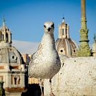 2017-9 Roma Altare della Patria 10apr2017 (14)