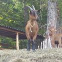2017 Val Pusteria -  Val Gardena - Trodena 5-6-7set2017 (38)