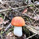 Trodena e dintorni settembre 2018 (105) 600x1200