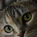 2011 Lilli 27ott2011 (20)