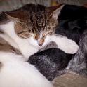 2015 Gaia e Mimì 3feb2015 (1)