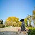 2015 Pieve di Coriano 6nov2015  (1)