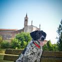 2016 Luciana e family a Mantova 29-30apr2016 (42)