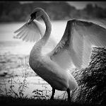 Mantova cigno 04