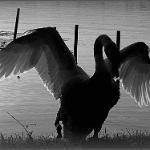 Mantova cigno 05bn